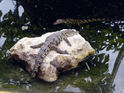 Caimans at the Fern Area of the `Diamant Vert` Greenhouse at the Parc Phoenix zoo