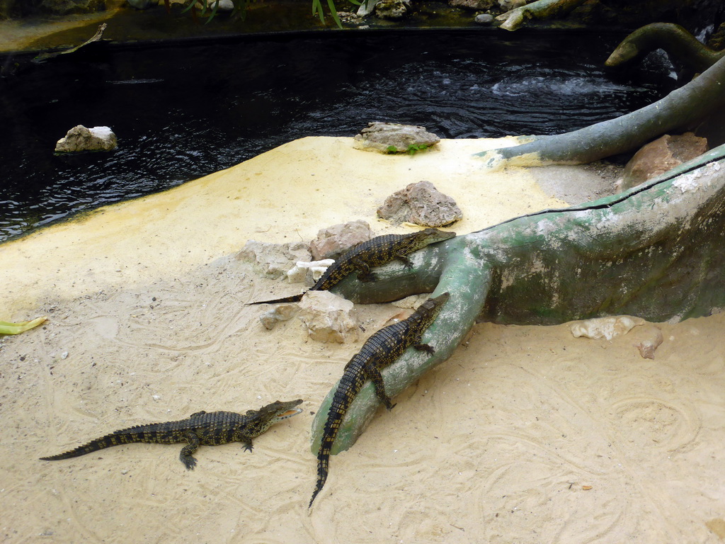 Caimans at the Fern Area of the `Diamant Vert` Greenhouse at the Parc Phoenix zoo