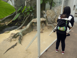 Miaomiao and Max with Caimans at the Fern Area of the `Diamant Vert` Greenhouse at the Parc Phoenix zoo
