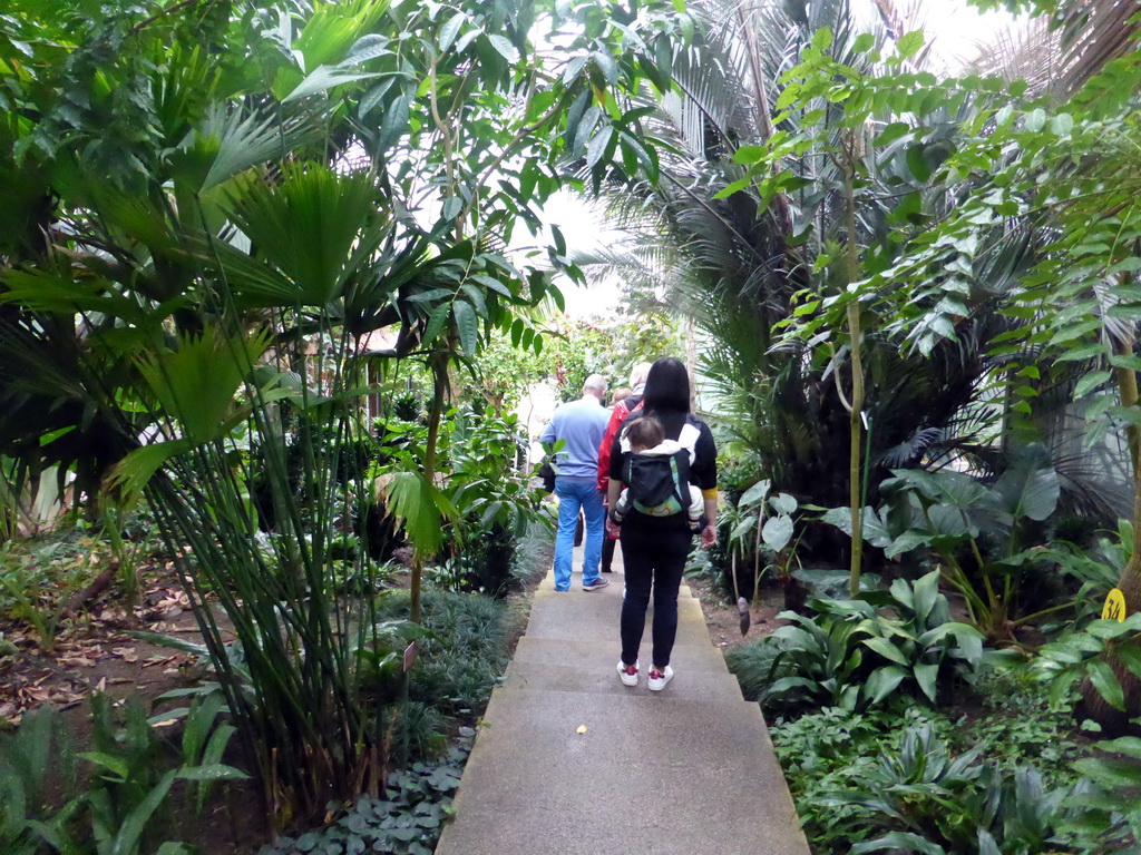 Miaomiao and Max at the Central Area of the `Diamant Vert` Greenhouse at the Parc Phoenix zoo