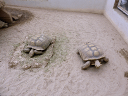 African Spurred Tortoises at the Central Area of the `Diamant Vert` Greenhouse at the Parc Phoenix zoo