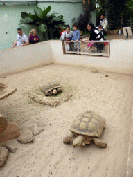 Miaomiao and Max with African Spurred Tortoises at the Central Area of the `Diamant Vert` Greenhouse at the Parc Phoenix zoo