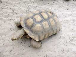 African Spurred Tortoise at the Central Area of the `Diamant Vert` Greenhouse at the Parc Phoenix zoo