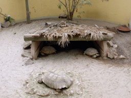 African Spurred Tortoises at the Central Area of the `Diamant Vert` Greenhouse at the Parc Phoenix zoo