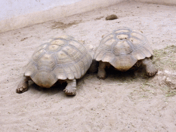 African Spurred Tortoises at the Central Area of the `Diamant Vert` Greenhouse at the Parc Phoenix zoo