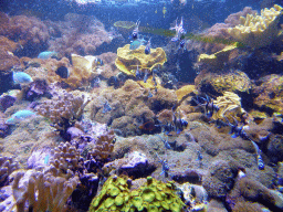 Fish at the Aquarium at the `Diamant Vert` Greenhouse at the Parc Phoenix zoo