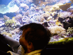Max with fish at the Aquarium at the `Diamant Vert` Greenhouse at the Parc Phoenix zoo