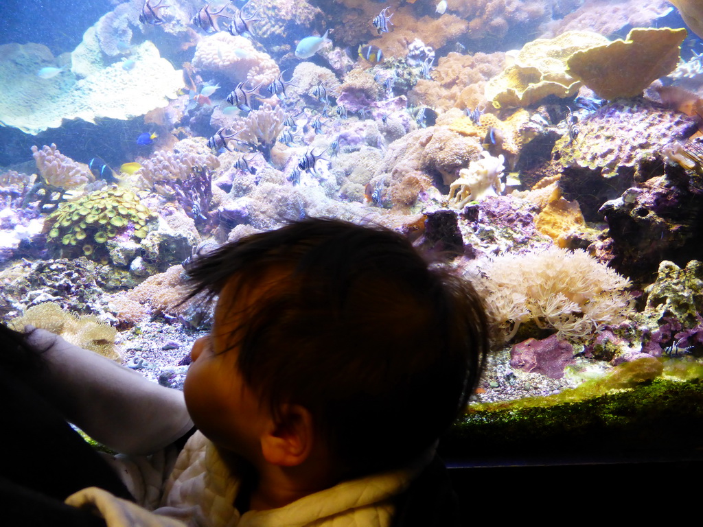 Max with fish at the Aquarium at the `Diamant Vert` Greenhouse at the Parc Phoenix zoo