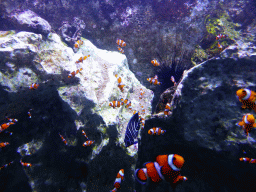 Clownfish and other fish at the Aquarium at the `Diamant Vert` Greenhouse at the Parc Phoenix zoo