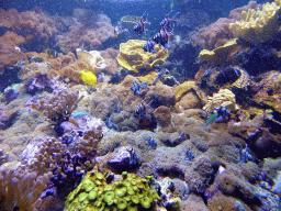 Fish at the Aquarium at the `Diamant Vert` Greenhouse at the Parc Phoenix zoo