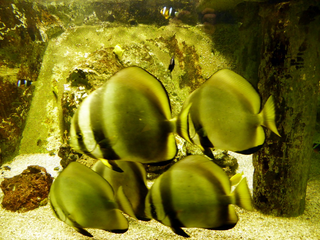 Fish at the Aquarium at the `Diamant Vert` Greenhouse at the Parc Phoenix zoo