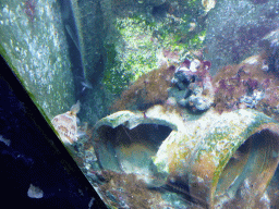 Fish at the Aquarium at the `Diamant Vert` Greenhouse at the Parc Phoenix zoo