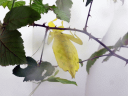 Leaf Insect at the Insectarium at the `Diamant Vert` Greenhouse at the Parc Phoenix zoo