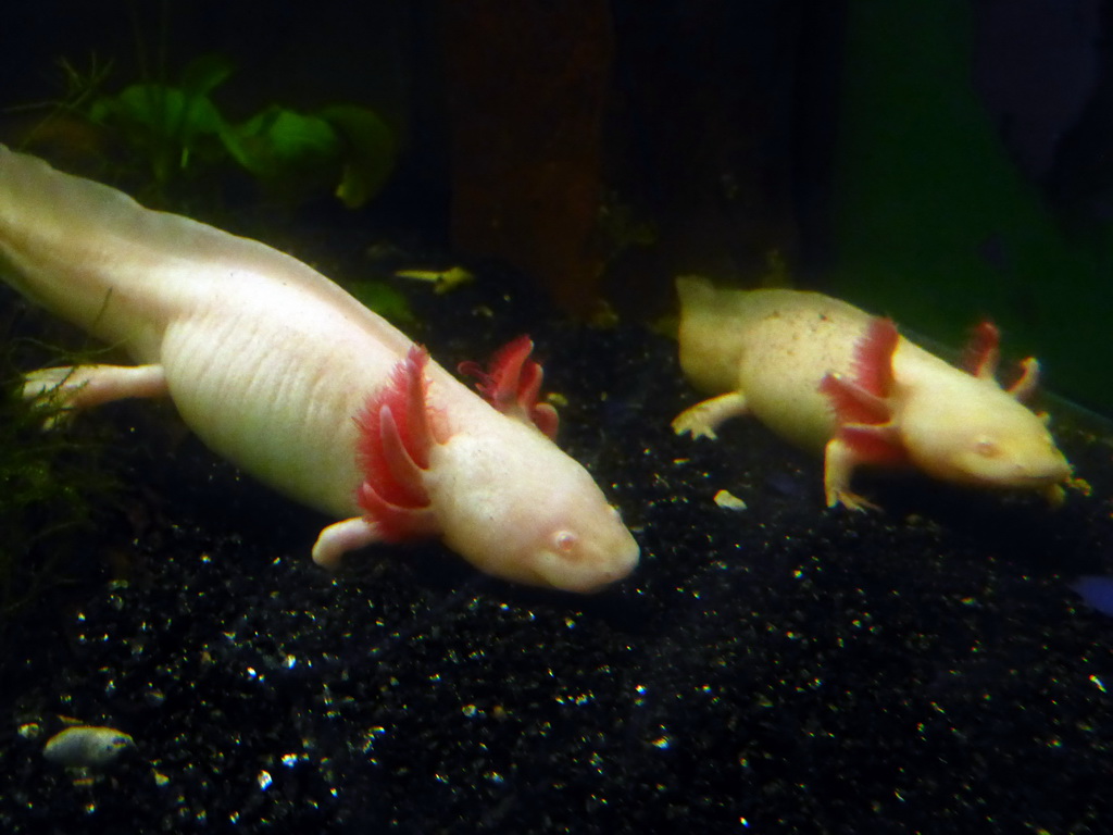 Axolotls at the Aquarium at the `Diamant Vert` Greenhouse at the Parc Phoenix zoo