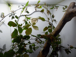 Leaf Insects at the Insectarium at the `Diamant Vert` Greenhouse at the Parc Phoenix zoo