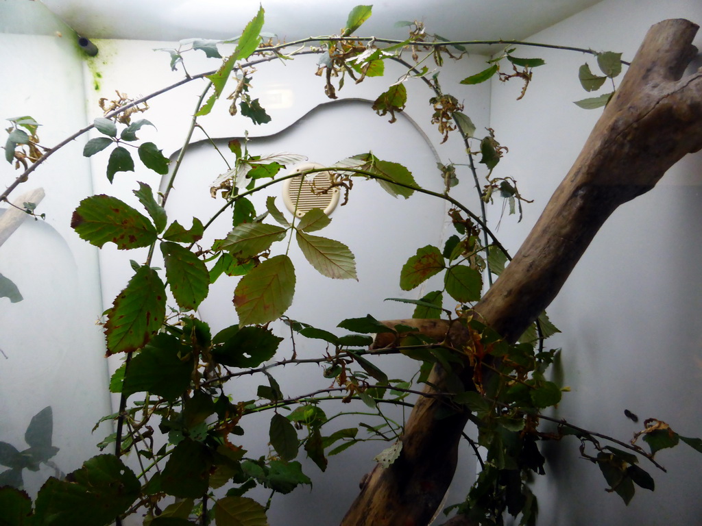 Leaf Insects at the Insectarium at the `Diamant Vert` Greenhouse at the Parc Phoenix zoo