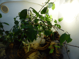 Stick Insects at the Insectarium at the `Diamant Vert` Greenhouse at the Parc Phoenix zoo