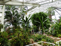 Plants at the Tropical Humid Area of the `Diamant Vert` Greenhouse at the Parc Phoenix zoo