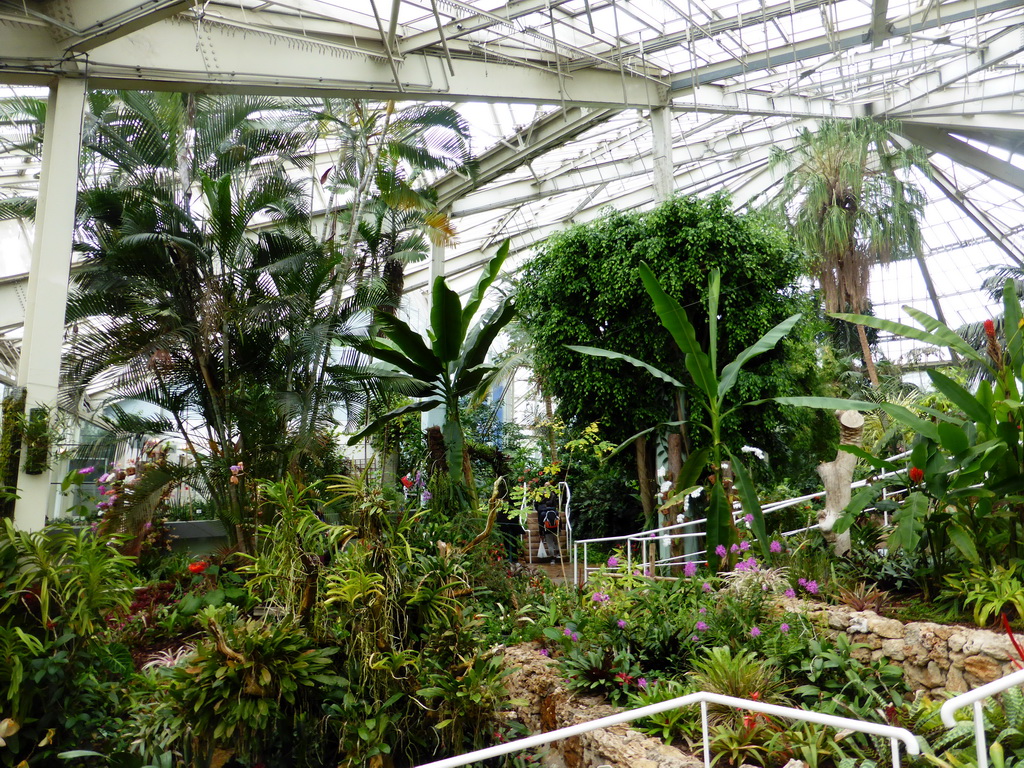 Plants at the Tropical Humid Area of the `Diamant Vert` Greenhouse at the Parc Phoenix zoo