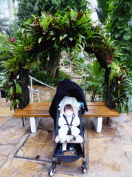Max with plants at the Central Area of the `Diamant Vert` Greenhouse at the Parc Phoenix zoo