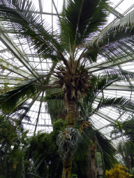 Trees at the Central Area of the `Diamant Vert` Greenhouse at the Parc Phoenix zoo