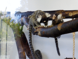 Common Marmosets at the Parc Phoenix zoo