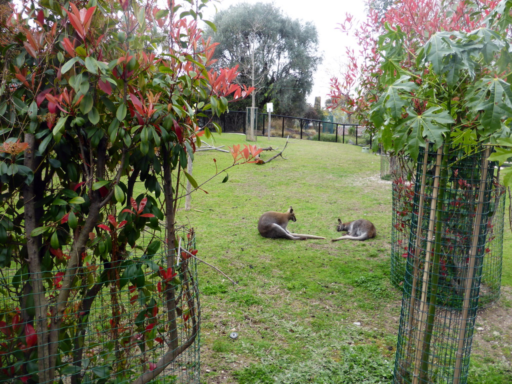 Wallabies at the Parc Phoenix zoo