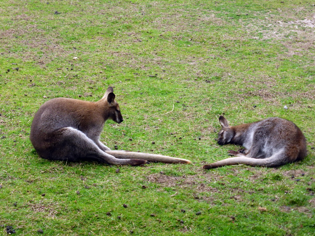 Wallabies at the Parc Phoenix zoo