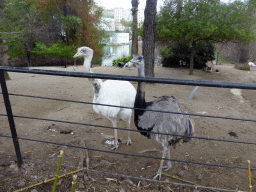 Greater Rheas at the Parc Phoenix zoo