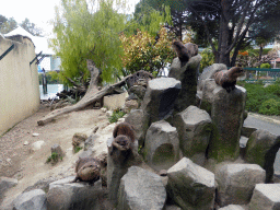 Otters at the Parc Phoenix zoo