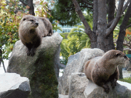 Otters at the Parc Phoenix zoo