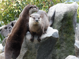 Otters at the Parc Phoenix zoo