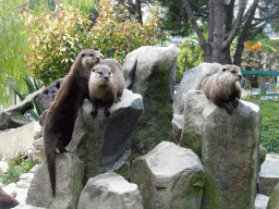 Otters at the Parc Phoenix zoo