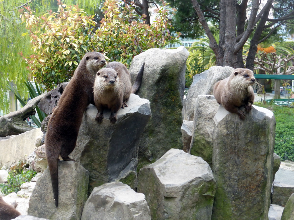 Otters at the Parc Phoenix zoo