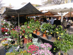 Flowers at a market stall at the Marché aux Fleurs market at the Cours Saleya street, at Vieux-Nice