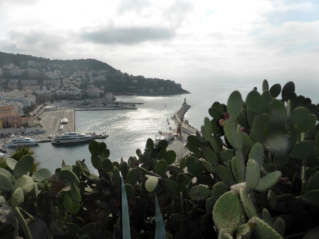 Cactuses at the viewing point at the southeast side of the Parc du Château, with a view on the south side of the Harbour of Nice