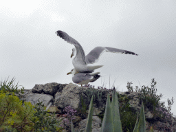 Seagulls at the viewing point at the east side of the Parc du Château