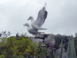 Seagulls at the viewing point at the east side of the Parc du Château