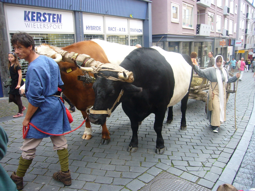 People in medieval clothes and oxen at the Houtstraat street, during the Gebroeders van Limburg Festival