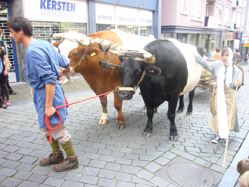 People in medieval clothes and oxen at the Houtstraat street, during the Gebroeders van Limburg Festival