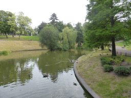 Swans and ducks in the pool at the Kronenburgerpark