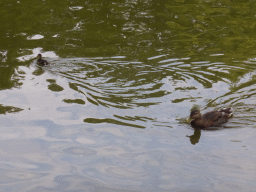 Duck and duckling in the pool at the Kronenburgerpark