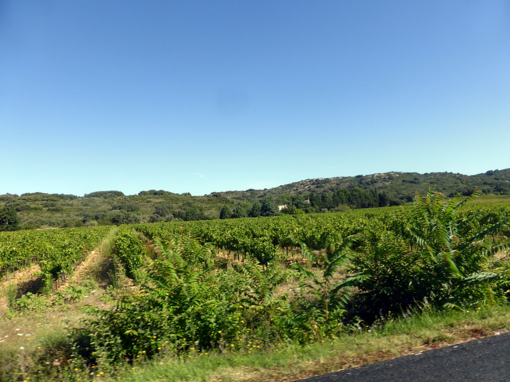 Wine fields on the road from Avignon to the Pont du Gard aqueduct bridge, viewed from our rental car