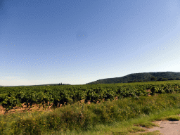 Wine fields on the road from Avignon to the Pont du Gard aqueduct bridge, viewed from our rental car