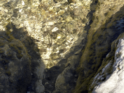 Small fish in the north side of the Gardon river