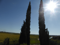 Trees and sunflower fields next to the road to Arles, viewed from our rental car