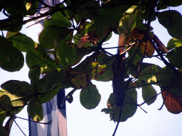 Squirrel in a tree at the beach of the Inaya Putri Bali hotel