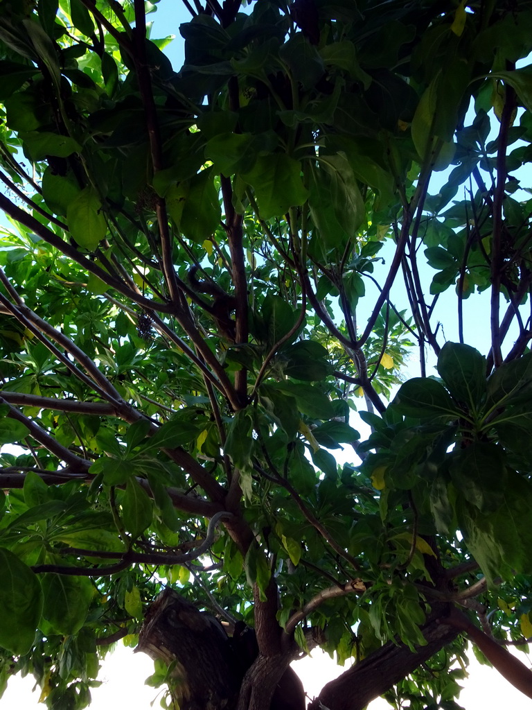 Squirrel in a tree at the beach of the Inaya Putri Bali hotel