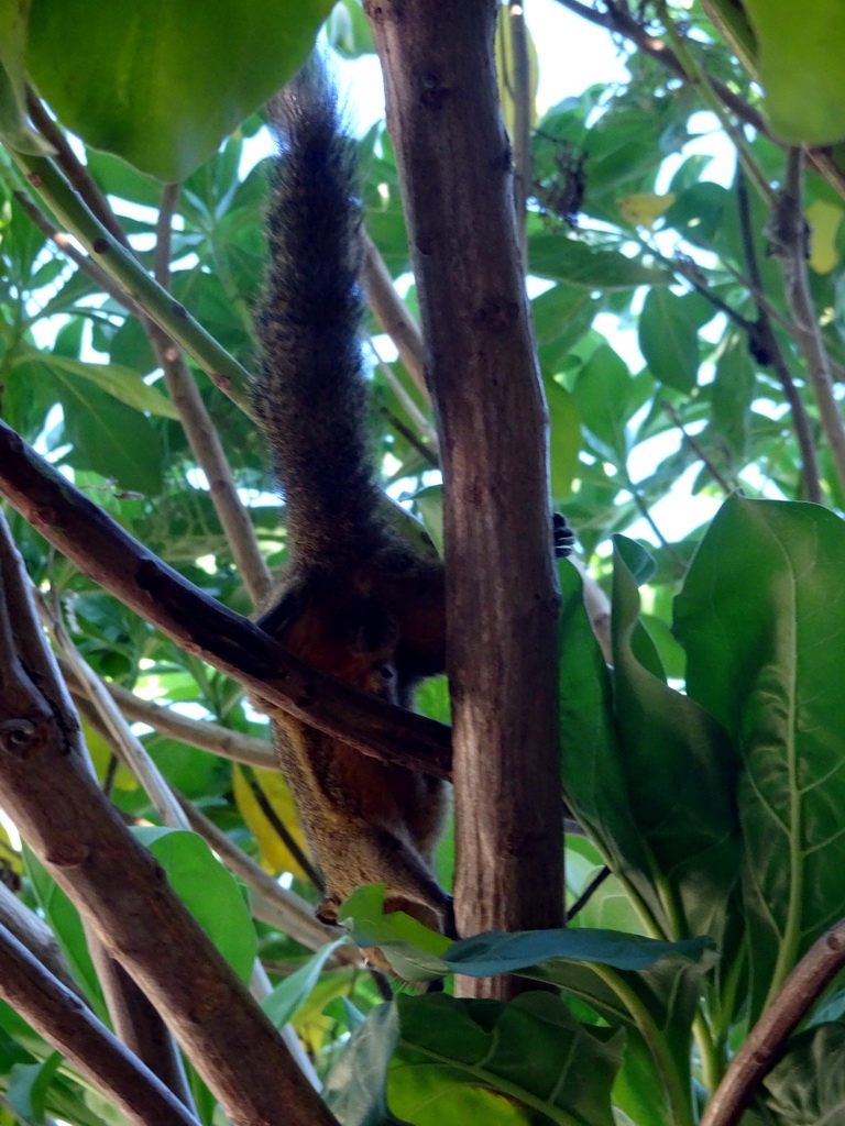 Squirrel in a tree at the beach of the Inaya Putri Bali hotel