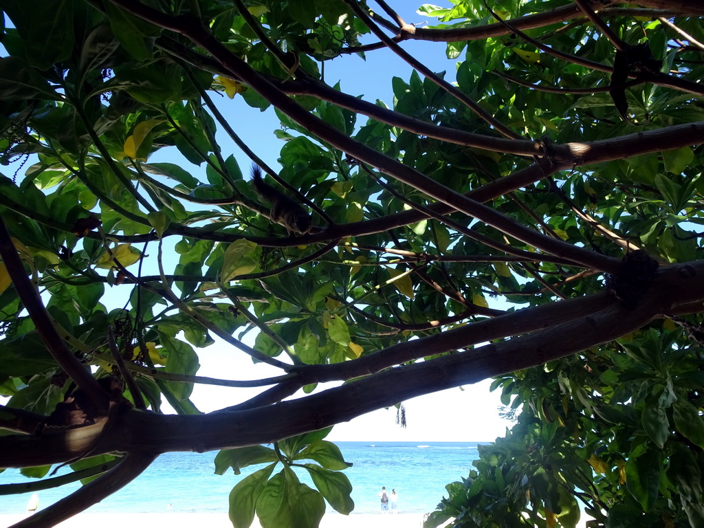 Squirrel in a tree at the beach of the Inaya Putri Bali hotel